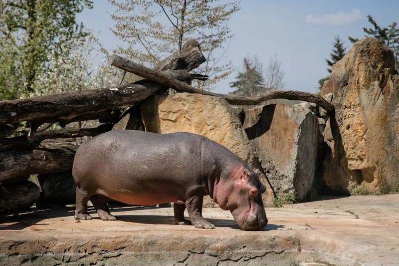 Prague Zoo